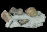 Multiple Fossil Brachiopod (Hebertella) Plate - Indiana #136507-1